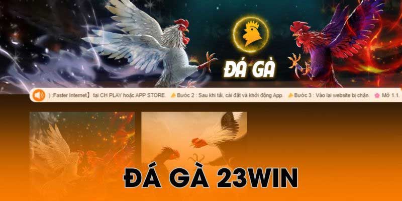 Sảnh đá gà 23win